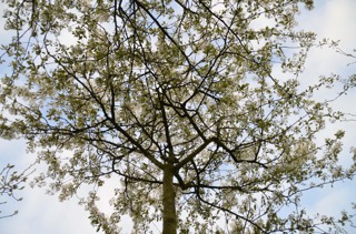 Amelanchier lamackii-Felsenbirne_alt