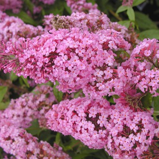 Buddleja davidii Pink Delight-Sommerflieder_alt