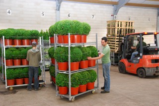 Buxus semp. in der Verladung