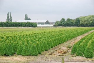 Buxus semp.-Buchsbaum Pyramiden in der Kultur_alt