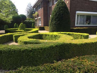 Buxus semp.-Buchsbaum in der Gartengestaltung_alt