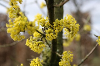 Cornus mas-Kornelkirsche_alt