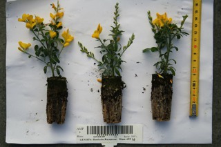 Cytisus racemosa- Geißklee_alt