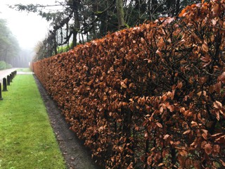 Fagus sylvatica-Rotbuche (mit Winterlaub)_alt