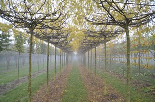 Gleditsia triacanthos Skyline amerikanische Gledisie_alt