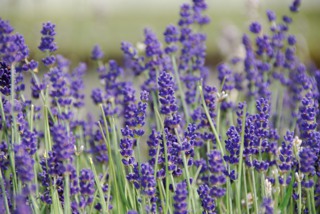 Lavandula angustifolia-Echter Lavendel_alt