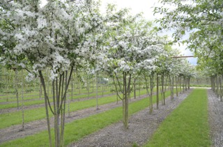 Malus Toringo-kleinfruchtiger Zierapfel_alt