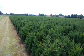 Taxus baccata-Europäische Eibe_alt