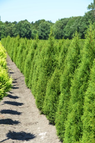 Thuja smaragd-Abendländischer Lebensbaum_alt