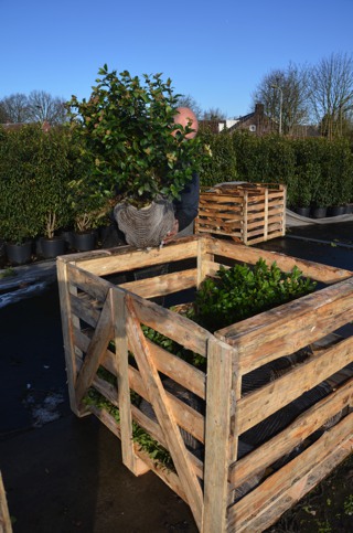 Viburnum in der Verladung_alt