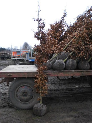 Fagus sylvatica-Rotbuche mit Ballen-alt